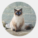 Search for siamese cat round stickers Feline
