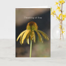 Search for echinacea cards Floral