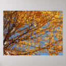 Search for maple leaves posters Orange