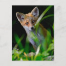 Search for red foxes postcards Woodland