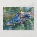 Search for gator postcards Water