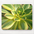 Search for succulent mousepads Plant