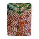 Search for ferns magnets Leaf