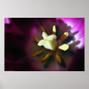Search for tulipe posters Macro