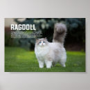 Search for ragdoll cat art Feline