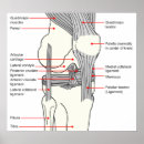 Search for knee art Anatomy