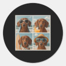 Search for vintage dachshund stickers Retro
