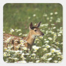 Search for concentration stickers Wildlife