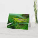 Search for grasshopper photography Green
