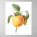 Search for vintage fruit posters Nature