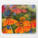 Search for flower spot electronics Butterfly