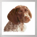 Search for german shorthaired pointer posters Hunter