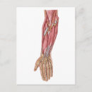 Search for forearm Anatomy