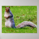 Search for gray squirrel posters Nature