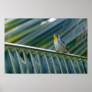 Search for warbler posters Yellow