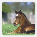 Search for thoroughbred horse stickers Animal