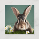Search for cute rabbit Colorful