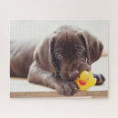 Search for chocolate lab puppy puzzles Retriever