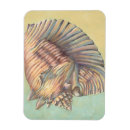 Search for conch shell Ocean