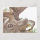 Search for reindeer postcards Wild animals