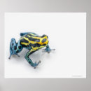 Search for poison dart frog posters Shells