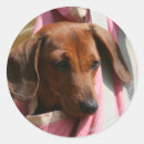 Search for miniature dachshund stickers Bob and pam langrish