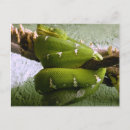 Search for constrictor postcards Boa