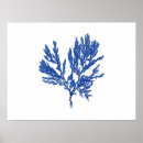 Search for blue seaweed posters Coastal
