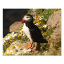 Search for puffin art Bird