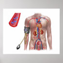 Search for circulatory system posters Three dimensional