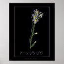 Search for aster art Wildflowers