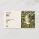 Search for falcone photography Hawk