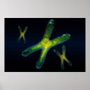 Search for chromosomes posters Biology