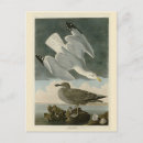 Search for john audubon postcards Lithograph