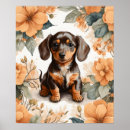 Search for cute dachshund posters Puppy
