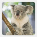 Search for sanctuary stickers Fauna