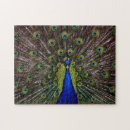 Search for peacock puzzles Colourful