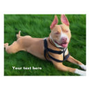 Search for dog posters Pitbull
