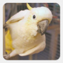 Search for sulphur stickers Parrot