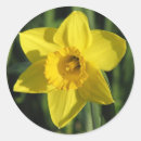 Search for spring daffodil stickers Garden