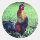 Search for crowing rooster stickers Chicken