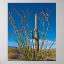 Search for miller art Saguaro