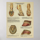 Search for hoof posters Equine