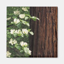 Search for california magnets Yosemite