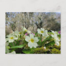 Search for primrose postcards Plant