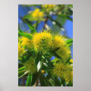 Search for acacia art Flower