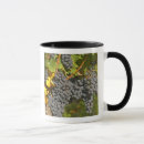 Search for bunch of grapes mugs Winery