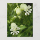 Search for tears postcards Nature