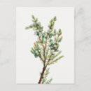 Search for juniper postcards Nature