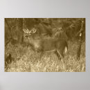 Search for buck photography Deer